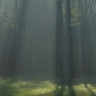 Picture for song 'The Evergreen Land (Preview)' by artist 'AmR (US)'