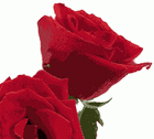 Picture for song 'Rose (Without the Thorns)' by artist 'Ash Tarrant'