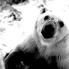 Picture for song 'White Bear' by artist 'axiom in use'