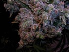 Picture for song 'Twistin' ( gated mix )' by artist 'badass tunes inc'