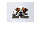 Picture for song '!first' by artist 'BadDogzz Production'