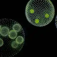 Picture for song 'Algae' by artist 'BeatsHoven'