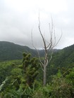 Picture for song 'Reggae Prowl_Trodding Through The Jungle' by artist 'BenJee'