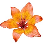 Picture for song 'In Time' by artist 'Beth Jetton'