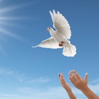 Picture for song '05 Set Free.mp3' by artist 'Bevs New World'