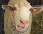 Picture for song 'Hard to Feel the Blues When I'm with Ewe' by artist 'Bo-Blues'