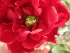 Picture for song 'Rose Garden Frog' by artist 'Calvin Stewart'
