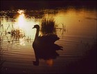 Picture for song 'evening' by artist 'Chukura'