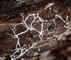 Picture for song 'Mycelium' by artist 'Cigarette Break'