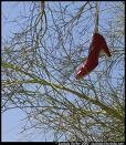 Picture for song 'Red Shoes and A Sky of Blues' by artist 'Cloudy'