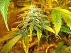 Picture for song 'Blaze up Haze (WIP)' by artist 'Crystal Trees'