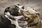 Picture for song '(song) No Puppy Love - Free D/L' by artist 'C VO'