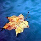 Picture for song 'Leaf and Stream' by artist 'Dan Cumpian'