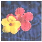 Picture for song 'Amy's Garden' by artist 'david w bailey'