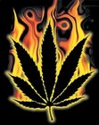 Picture for song 'Smoke That' by artist 'Dead Man's Dream'