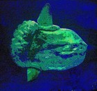 Picture for song 'Bluesberry Jam' by artist 'Death Valley Yacht Club'
