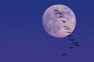 Picture for song 'Fly Me to the Moon' by artist 'Deja Bleu'