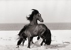 Picture for song 'Horses of Sable Island' by artist 'Derek Barlas'