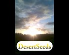 Picture for song '004_You Are Light_DesertSeeds_CCYM_SC09' by artist 'Desert Seeds'