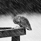 Picture for song 'Black Heart (Free Download)' by artist 'Dictates Of Reason'