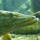 Picture for song 'Esox lucius ( Frittzz )' by artist 'DieFreundeDSL'