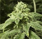 Picture for song 'SMOKIN' by artist 'DJHyDro850Beatz'
