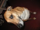 Picture for song 'Puppy' by artist 'Expressive Aphasia'