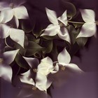 Picture for song 'too much' by artist 'Fast Molly'