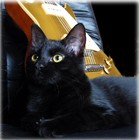 Picture for song 'Wednesday Kitten Gold.mp3' by artist 'flatjamboo trax'