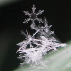 Picture for song 'Winter Dream' by artist 'Fragile Forest'