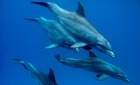 Picture for song 'Ocean Groove' by artist 'Frank Axtell'