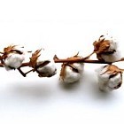 Picture for song 'Cotton Run (free download)' by artist 'FrozenjaZz'
