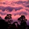 Picture for song 'Pink Fog' by artist 'Gary Drechsel'