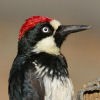 Picture for song 'The Woodpecker' by artist 'Gary Shannon'