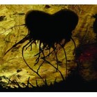 Picture for song 'Room of Loud Rain' by artist 'God's Fallen'