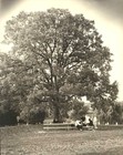 Picture for song 'Council Oak' by artist 'Goose Creek Bands'