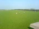 Picture for song 'Bumper Crop' by artist 'GWM'