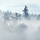 Picture for song 'Jungle Jazz' by artist 'Harley U.K.'