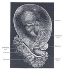Picture for song 'PsyKodelik' by artist 'House Of Idf'