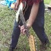 Picture for song 'Hawaiian Luau' by artist 'Jimmie R Vestal'