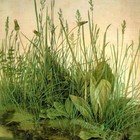 Picture for song 'River Slime' by artist 'Joel Hike'