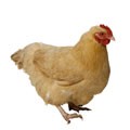 Picture for song 'Hey, Little Chicken' by artist 'Joe Wrabek'