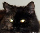 Picture for song 'SonataforKitties.mp3' by artist 'Jude Grover'