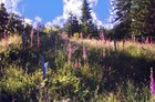 Picture for song 'June' by artist 'Kameron Rogers'