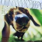 Picture for song 'EAT EM - FREE DOWNLOAD' by artist 'KrackaTraxxx'