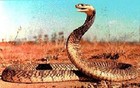 Picture for song 'Angry Serpent' by artist 'KweezinArts'