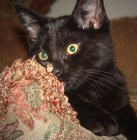 Picture for song 'Hopeless Romantic' by artist 'Larry Ludwick'