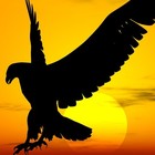 Picture for song 'Priest Black - Take Flight' by artist 'Libertysquad'