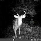 Picture for song 'creepy free dl' by artist 'lindanmusick'