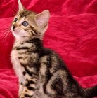 Picture for song 'MellowDay' by artist 'Loren'